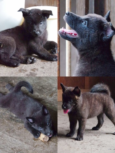 甲斐犬 犬の販売・譲渡 2985 かわいい黒虎の甲斐犬子犬6頭兄弟