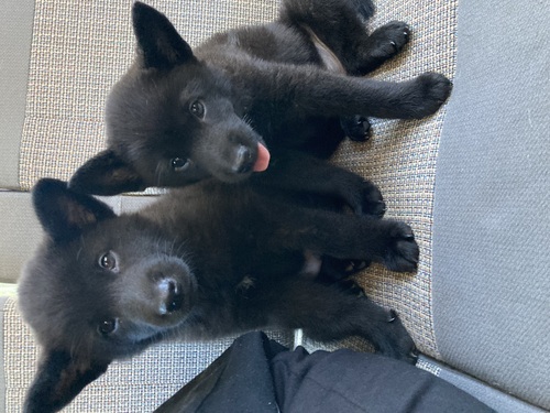 甲斐犬 犬の販売・譲渡 2992 子犬情報です。