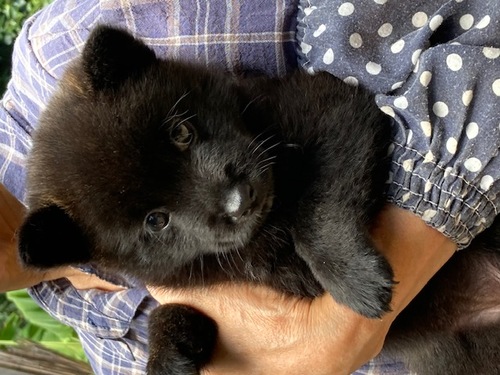 甲斐犬 犬の販売・譲渡 2993 かわいい黒虎毛の女の子
