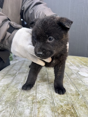 甲斐犬 犬の販売・譲渡 2996 飼い主様募集