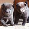 甲斐犬 子犬 探す かわいい中虎と黒虎の... 3007