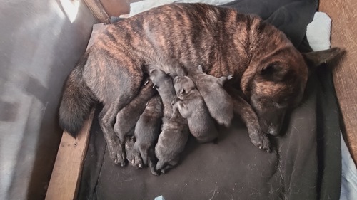 �b�㌢ ���̔̔��E���n 3008 ��������Ֆт̒j�̎q�Ə��̎q�����܂�܂���