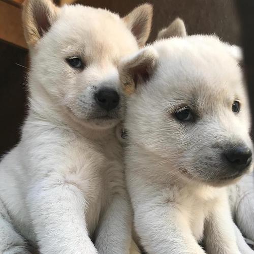 良血統の紀州犬の子犬(商談中) 犬の販売 287