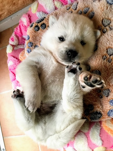 可愛い紀州犬の男の子 犬の販売 363