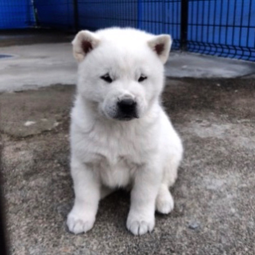 決まりました。ありがとうございました。 犬の販売 370