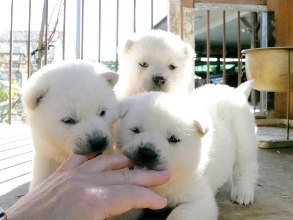 優良血統の可愛い子犬達 犬の販売 375