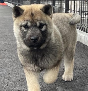 有色紀州犬の子犬 犬の販売 397