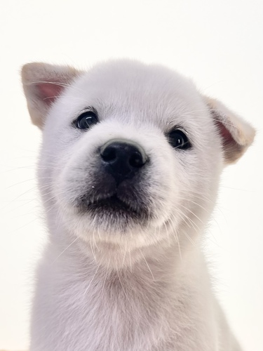 紀州犬 犬の販売・譲渡 401 紀州犬の男の子のご家族様募集中です