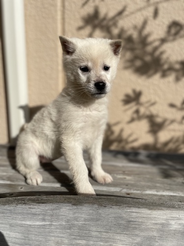 紀州犬 犬の販売・譲渡 406 可愛い紀州犬の兄弟