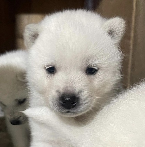 紀州犬 犬の販売・譲渡 407 可愛い紀州犬の男の子