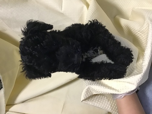 ケリー・ブルー・テリア 犬の販売・譲渡 101 珍しいケリー男の子
