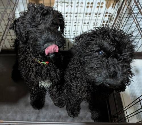 ケリー・ブルー・テリア 犬の販売・譲渡 103 ヤンチャな男の子達です