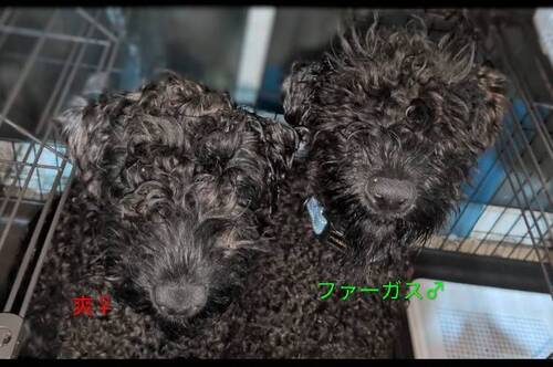 �P���[�E�u���[�E�e���A ���̔̔��E���n 104 2024/12/18���܂�̃P���[�u���[�e���A�ጢ