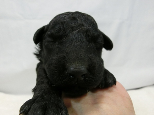 とってもかわいく元気で健康な赤ちゃんが生まれました 犬の販売 50