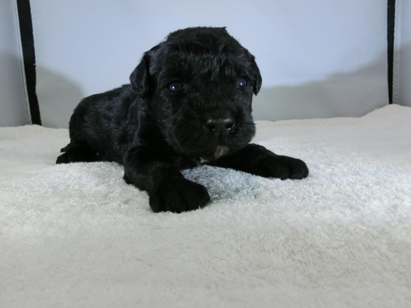 とっても可愛く元気で健康な赤ちゃんが生まれました! 犬の販売 88