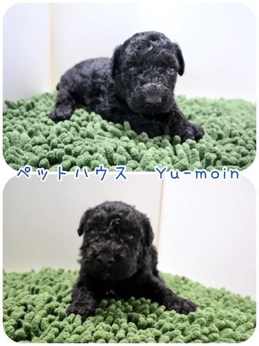 ご家族様が決まりました♪ 犬の販売 91