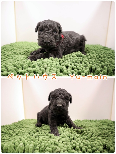 ご家族様が決まりました♪ 犬の販売 92