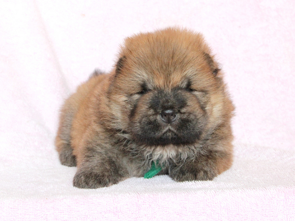 滋賀県でレッドのチャウチャウ誕生!!! 犬の販売 186