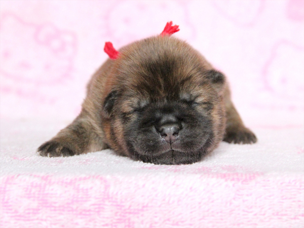 【速報】滋賀県でレッドのチャウチャウ5兄妹誕生!! 犬の販売 191