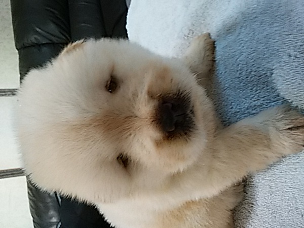 終了致しました! 犬の販売 228