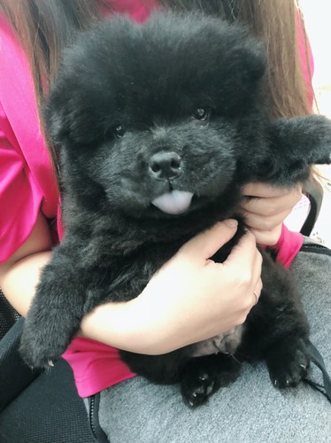 ぬいぐるみのような可愛さ 犬の販売 232