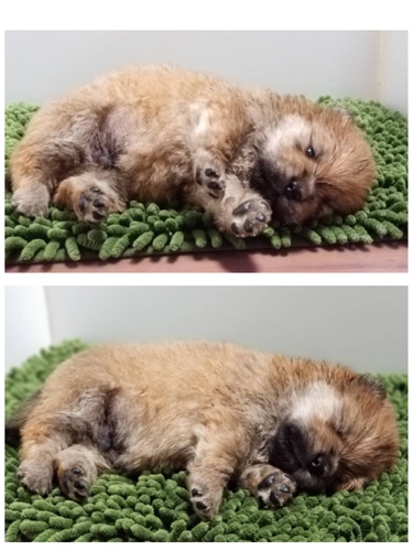 終了致しました。 犬の販売 233