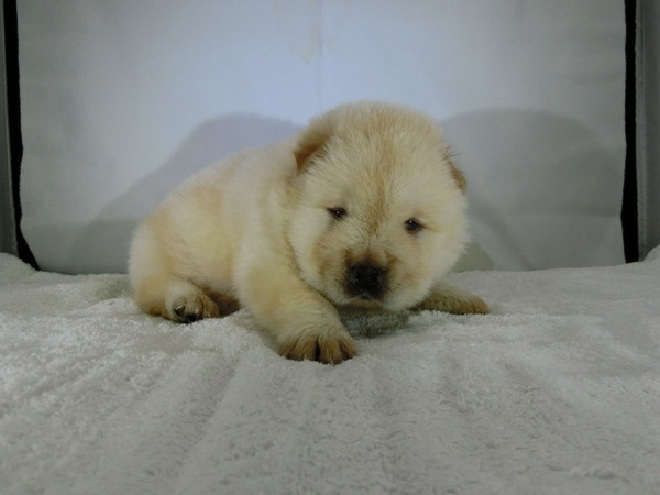 とっても可愛く元気で健康な赤ちゃんが生まれました! 犬の販売 236