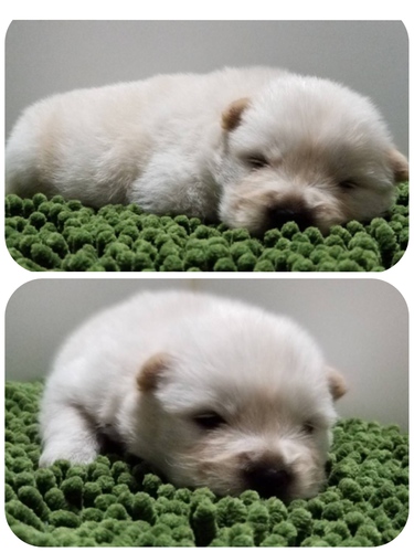 終了致しました。 犬の販売 237