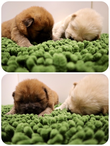 終了致しました。 犬の販売 244