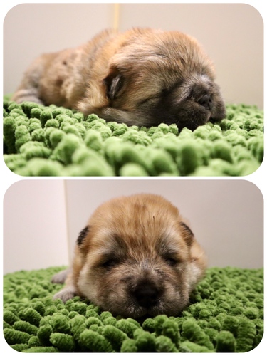 終了致しました。 犬の販売 246