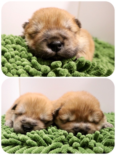 ご家族が決まりました♪ 犬の販売 248
