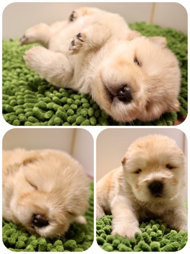 ご家族様が決まりました♪ 犬の販売 255