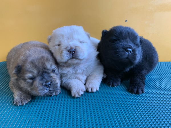 チャウチャウ産まれてます No 257 チャウチャウ 子犬販売 犬の出産情報 Dogoo Com