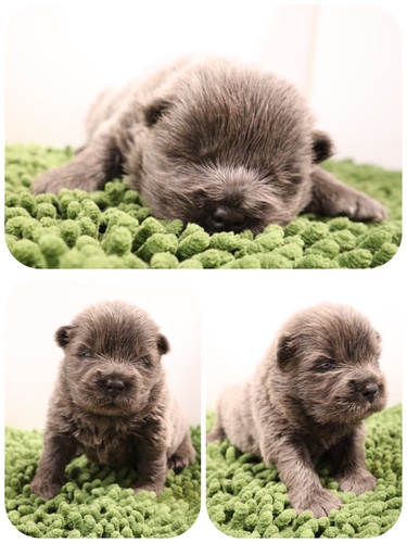 とっても珍しいブルーの兄妹です♪ 犬の販売 269