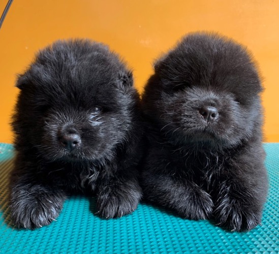 飼い主様が決まりました! 犬の販売 272