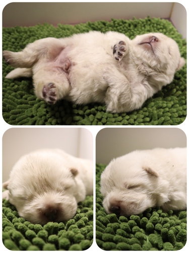 ご家族様が決まりました♪ 犬の販売 279