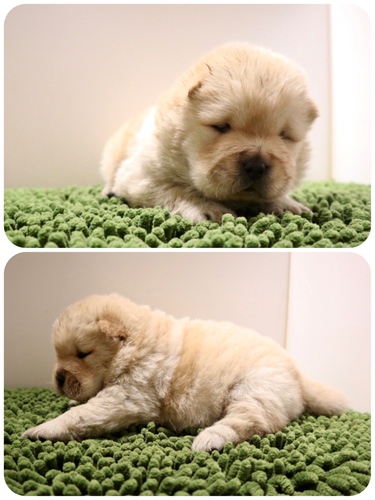 モフモフの可愛い赤ちゃんです♪ 犬の販売 284