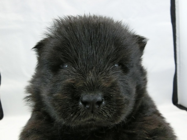 とっても可愛く元気で健康な赤ちゃんが生まれました! 犬の販売 294