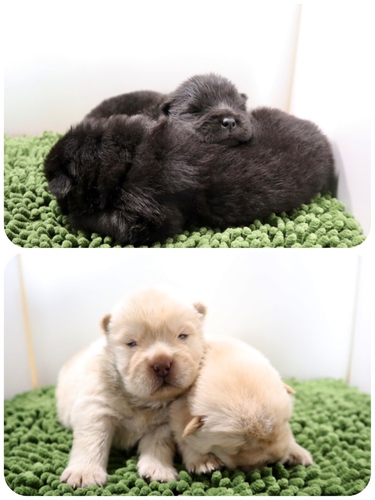 ご家族様が決まりました♪ 犬の販売 296