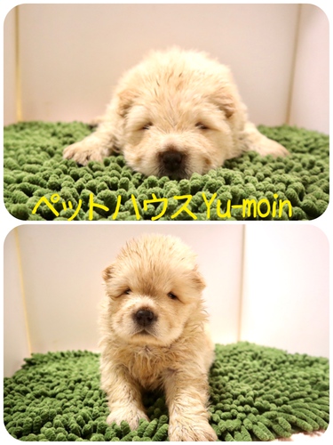 ご家族様が決まりました♪ 犬の販売 303