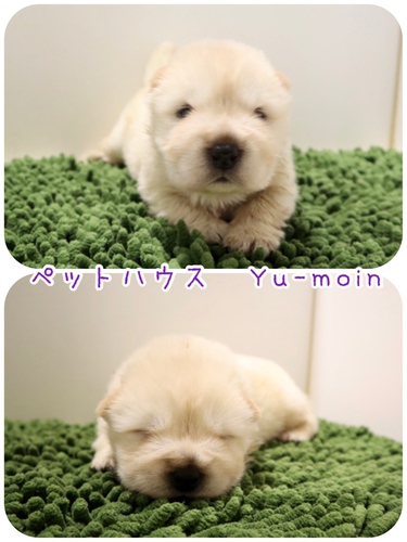 ご家族様が決まりました♪ 犬の販売 309