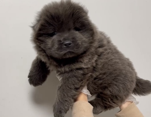 チャウチャウ 犬の販売・譲渡 318 希少ブルー