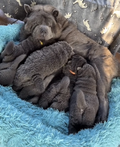 チャウチャウ 犬の販売・譲渡 323 希少!両親輸入犬。綺麗なブルー!!