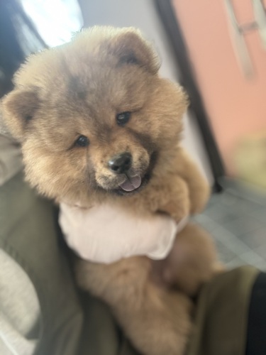 チャウチャウ 犬の販売・譲渡 326 レッド