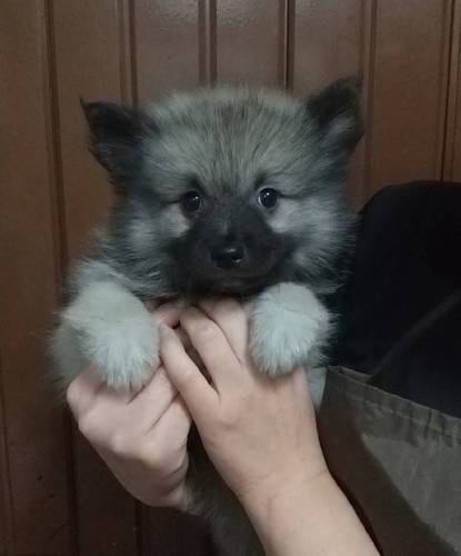 キースホンド 犬の販売・譲渡 33 最後の1頭です!珍しいキースホンドの子犬!