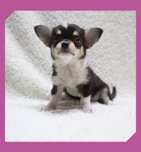 チワワ 犬の販売・譲渡 28173 ●スムースコート・総額価格です。●