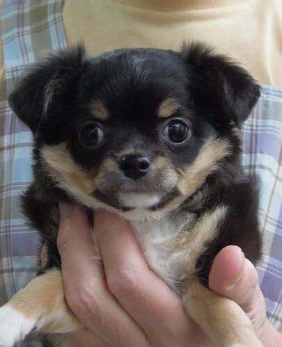 チワワ 犬の販売・譲渡 28187 ワクチン2回、マイクロチップ、保険代金込み。
