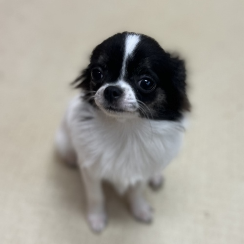 ホワイト&ブラック男の子♪ 犬の販売 28190