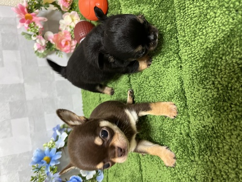 チワワ 犬の販売・譲渡 28202 夏休みフェアー☆