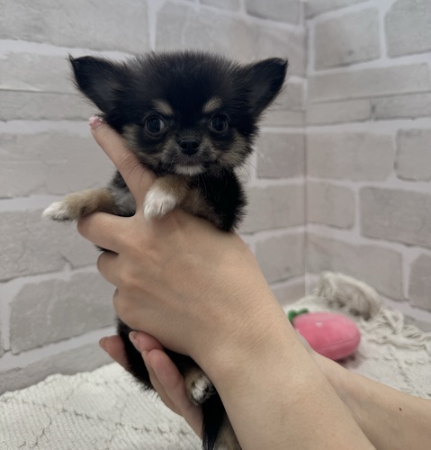 チワワ 犬の販売・譲渡 28204 全て込み。おチビくん。